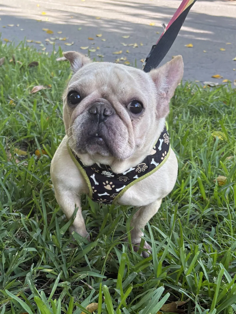 A baby small-sized female French Bulldog dog named Paris for adoption in Margate, FL