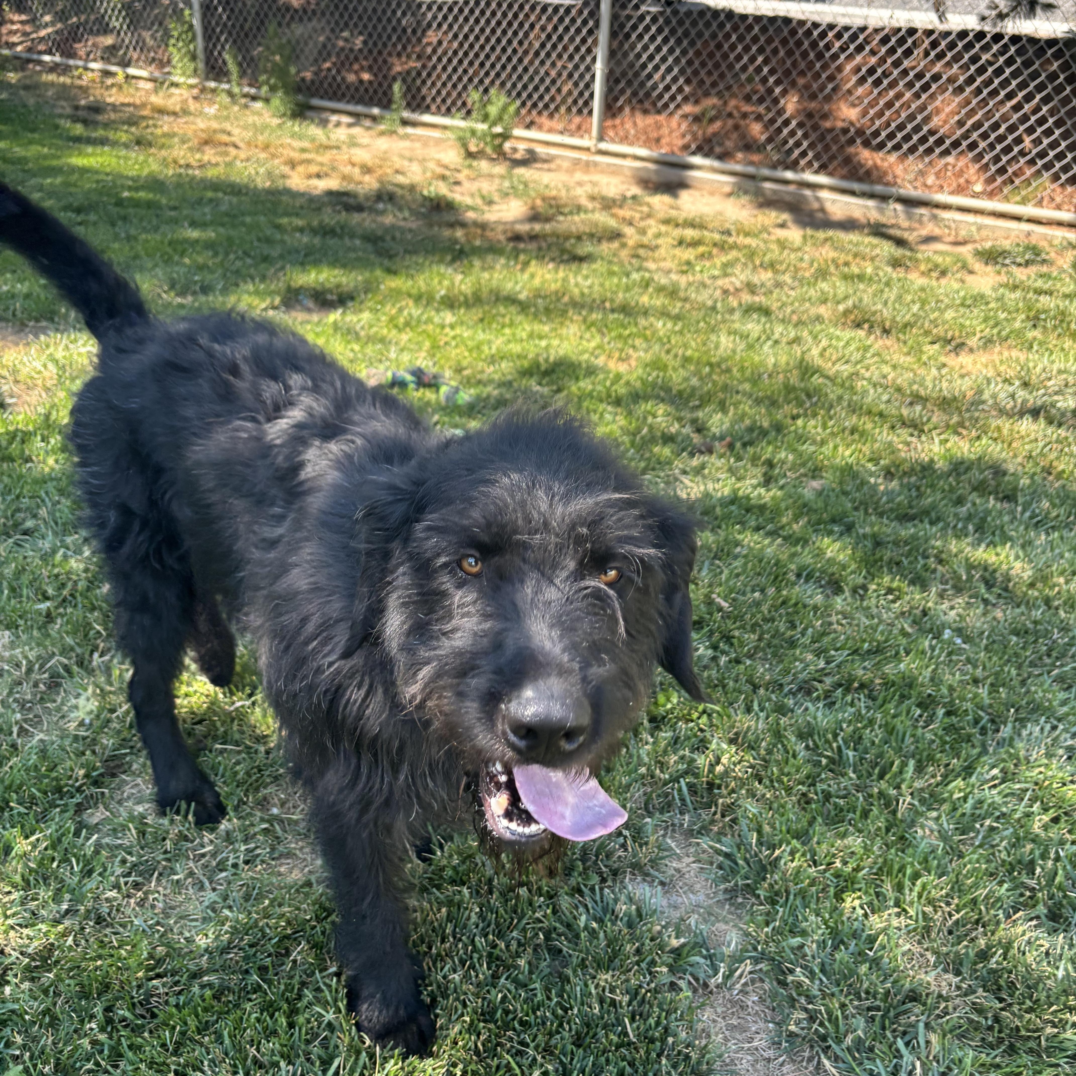 An adult large-sized male Black Poodle dog named Scottie for adoption in Quincy, WA