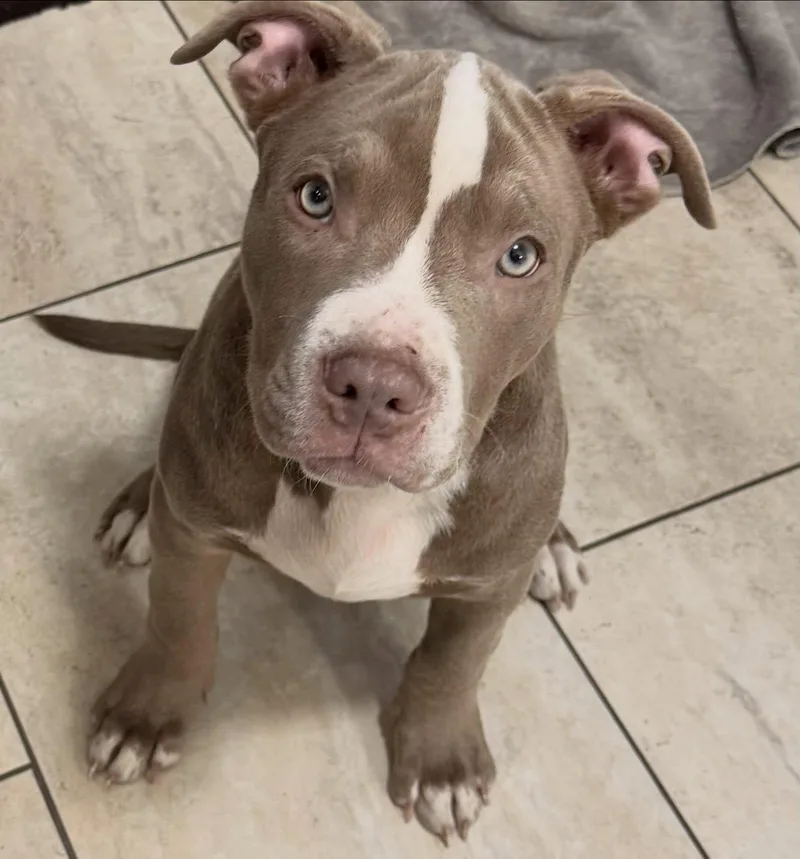 A baby medium-sized male Pit Bull Terrier dog named Star Wars Litter for adoption in Detroit, MI