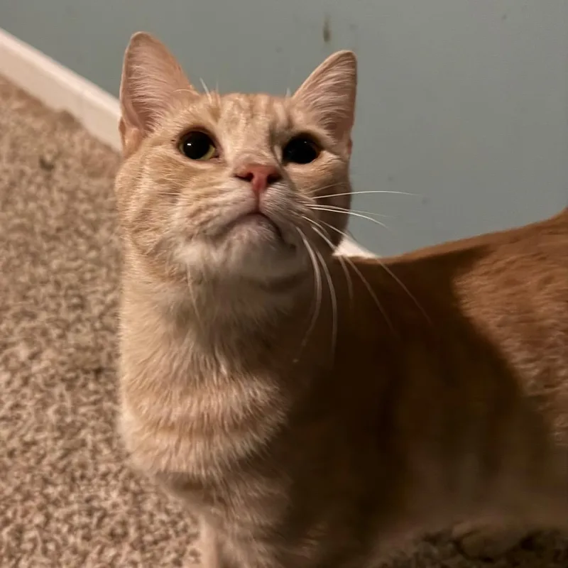 Simba