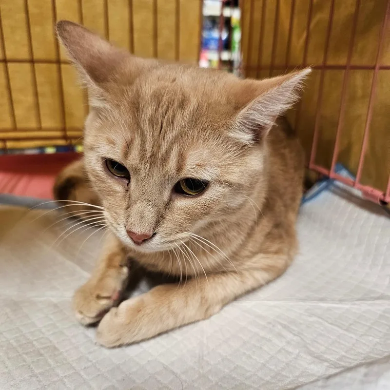 Simba thumbnail 2
