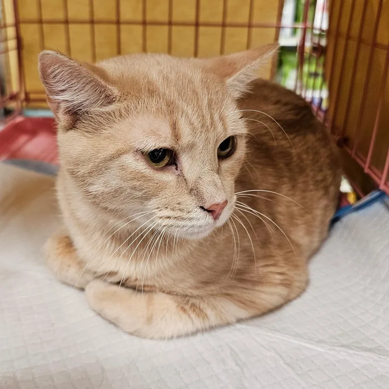 Simba thumbnail 3
