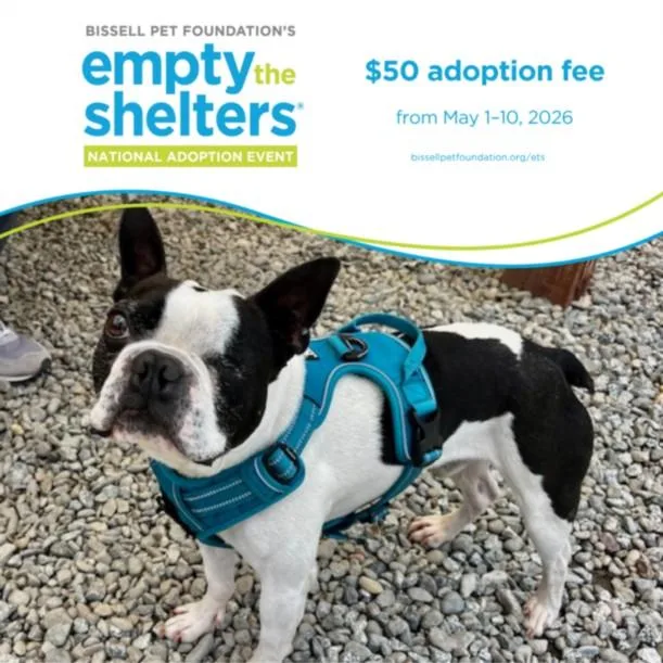 An adult small-sized male Boston Terrier dog named Chabelo for adoption in Santa Cruz, CA