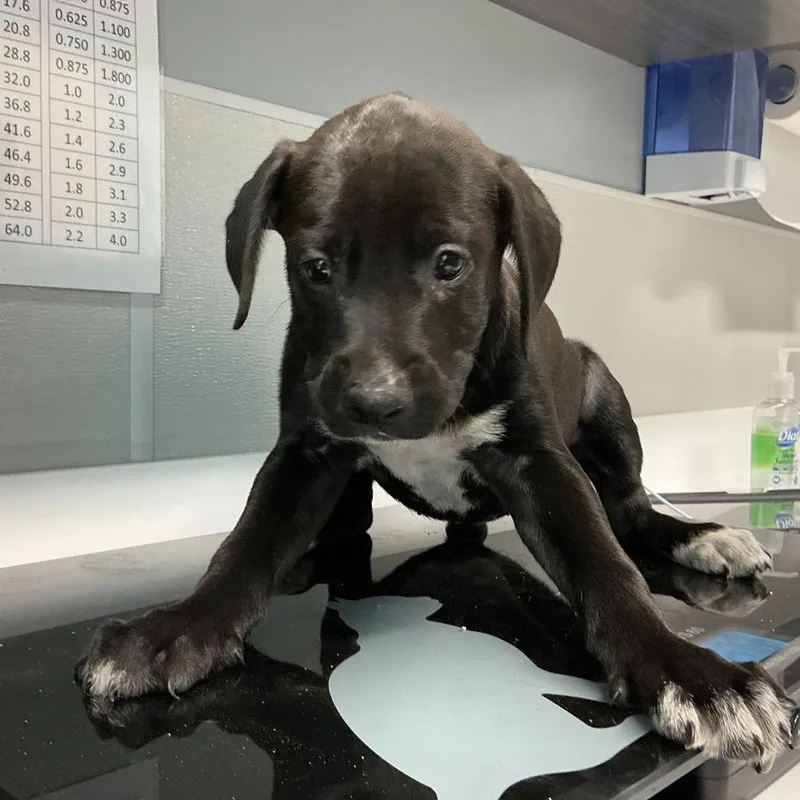 A baby small-sized female Black Labrador Retriever dog named Mabel for adoption in St Joseph, MO