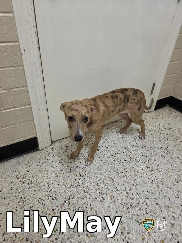 A baby medium-sized female Catahoula Leopard Dog dog named Lilymay for adoption in Rocky Mount, NC