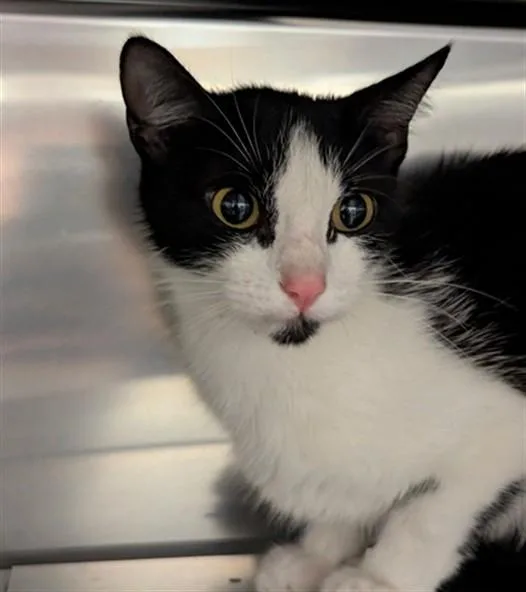A young medium-sized female Domestic Short Hair cat named Maggie for adoption in Olivette, MO