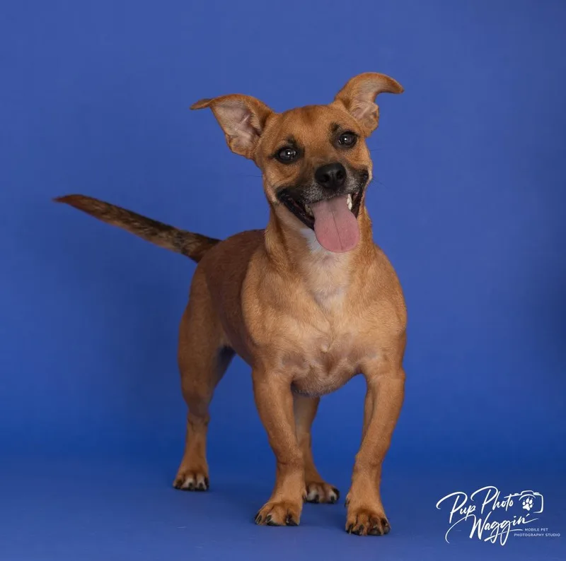 A baby small-sized male Dachshund dog named Baxter for adoption in Claremore, OK