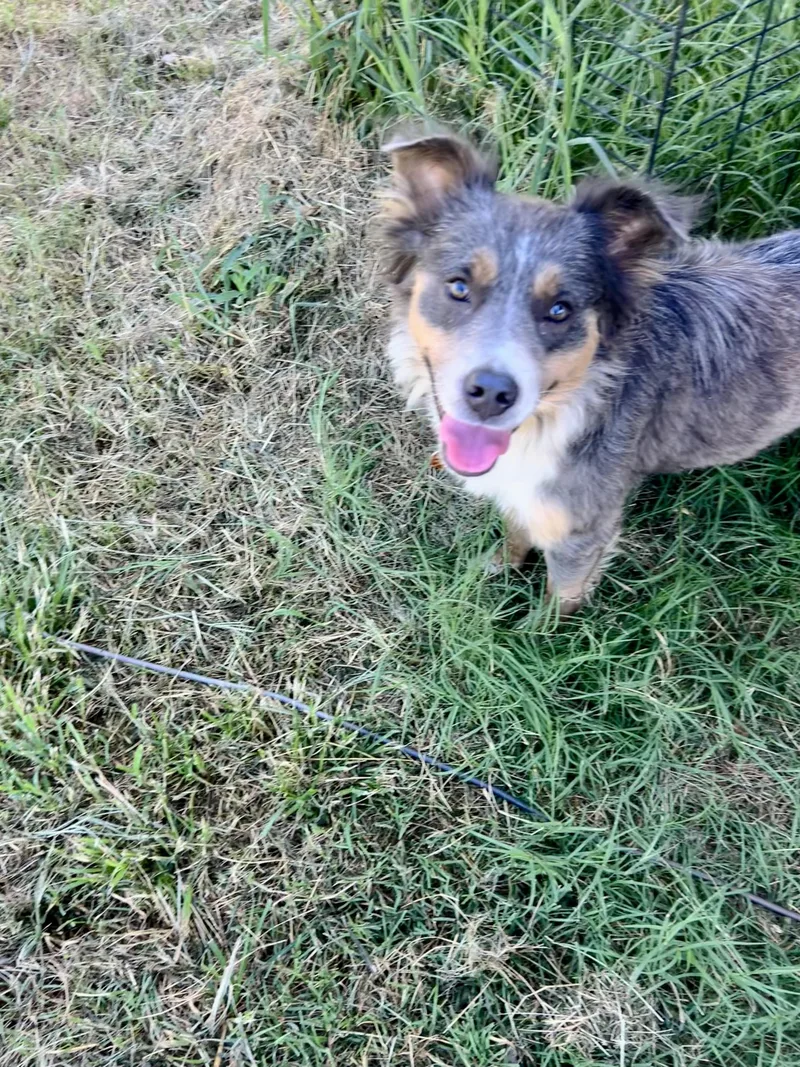 A young medium-sized female Merle (Blue) Australian Shepherd dog named Pearl for adoption in Pottsboro, TX