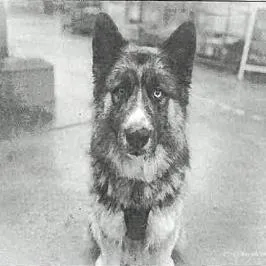 An adult large-sized male Black German Shepherd Dog dog named Koga A for adoption in Mission Hills, CA