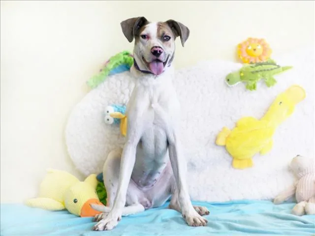 An adult medium-sized female Pit Bull Terrier dog named Jasmine for adoption in Tavares, FL