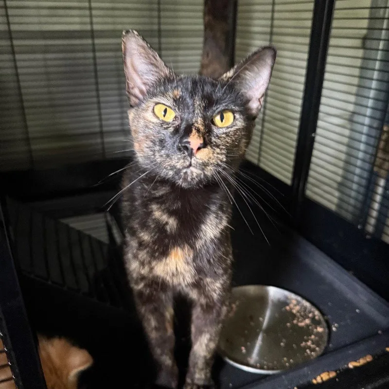 A young medium-sized female Domestic Short Hair cat named Tostitos for adoption in Chico, CA