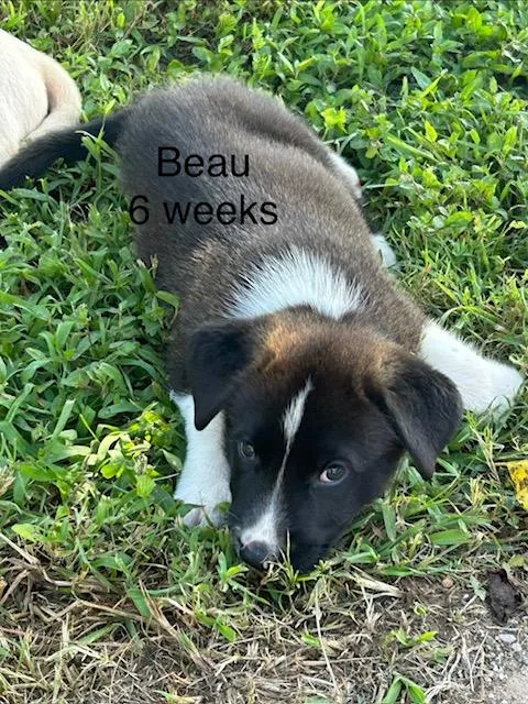 A baby medium-sized male Black Shepherd dog named Beau Bee for adoption in Andover, MA
