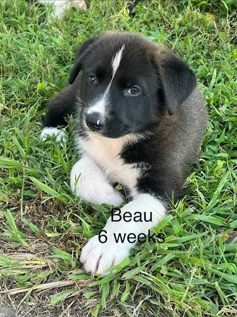 Beau Bee thumbnail 3
