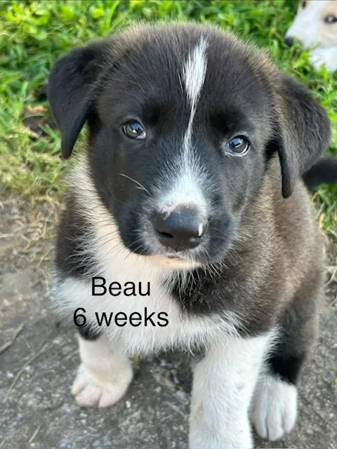 Beau Bee thumbnail 4