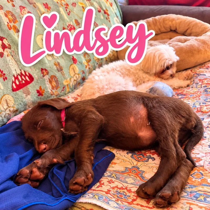 A baby large-sized female Brown / Chocolate Doberman Pinscher dog named Rachel for adoption in Elburn, IL