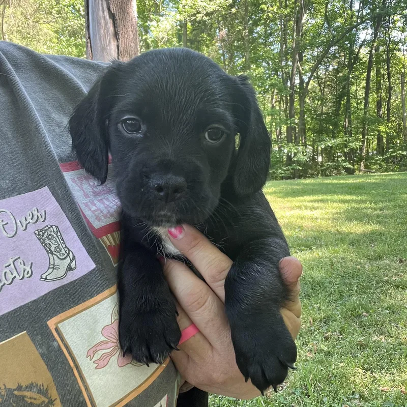 A baby medium-sized female Black Cocker Spaniel dog named Pansy for adoption in Rock Hill, SC
