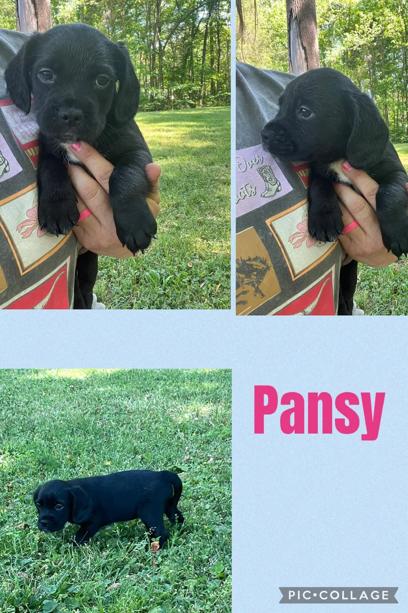 Pansy thumbnail 4