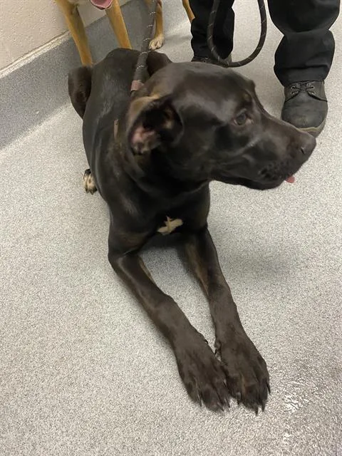 A young small-sized male Labrador Retriever dog named Ruffles for adoption in Indianapolis, IN