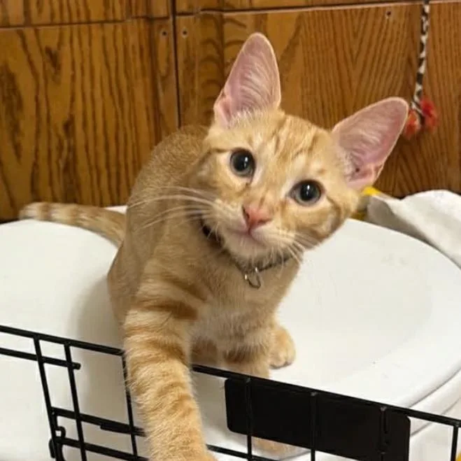 A baby medium-sized male Orange / Red Domestic Short Hair cat named Waffle for adoption in Granby, MO