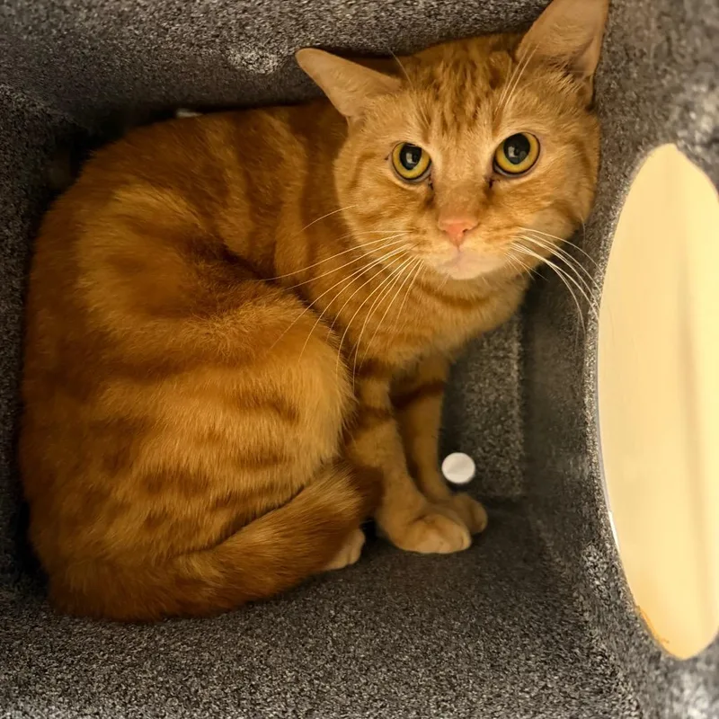 An adult medium-sized male Orange / Red Domestic Short Hair cat named Barbell for adoption in Winston-Salem, NC