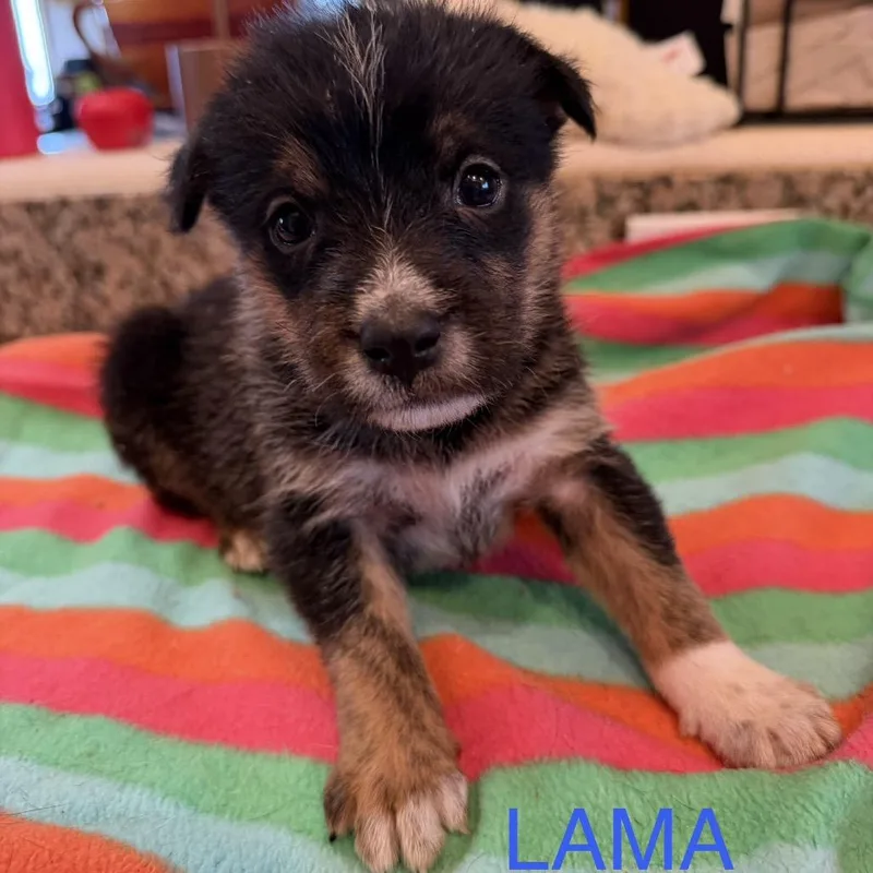 Lama