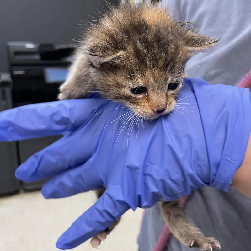 A baby small-sized female Calico Domestic Short Hair cat named Coral for adoption in Columbus, GA