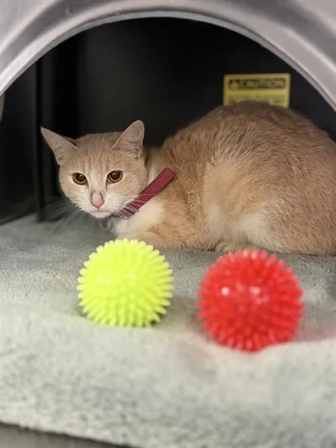 A young small-sized female Domestic Short Hair cat named Sandy for adoption in Dallas, TX