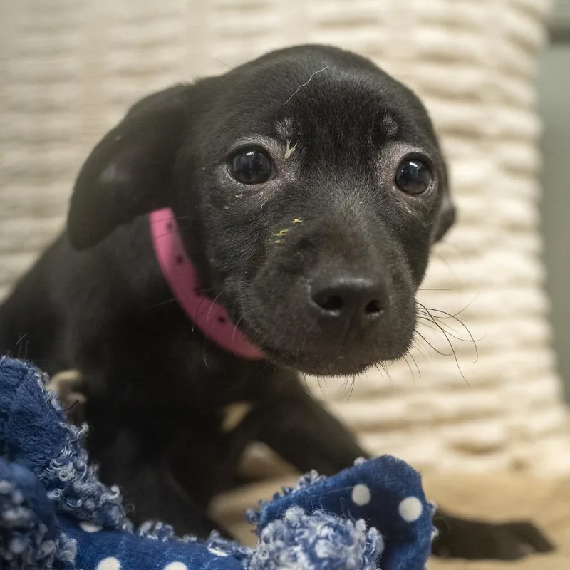 A baby small-sized female Terrier dog named Lisk for adoption in Pawling, NY