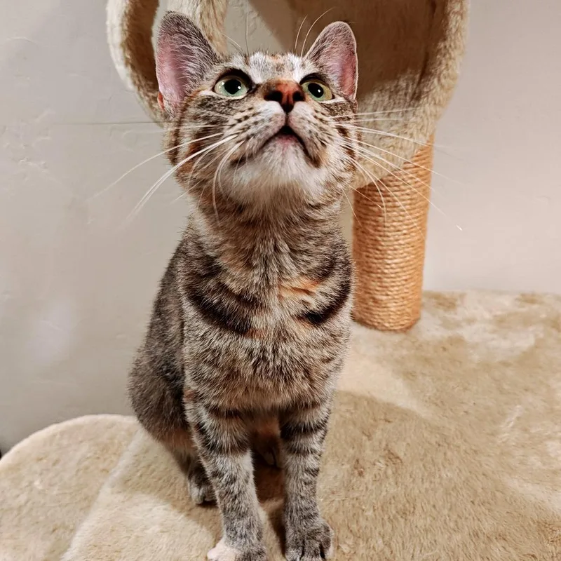 A young medium-sized female Brown / Chocolate Domestic Short Hair cat named Pixie for adoption in Green Bay, WI