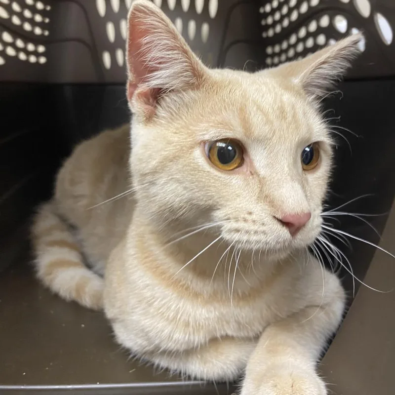 An adult medium-sized male Cream / Ivory Domestic Short Hair cat named Marmalade for adoption in Norfolk, NE