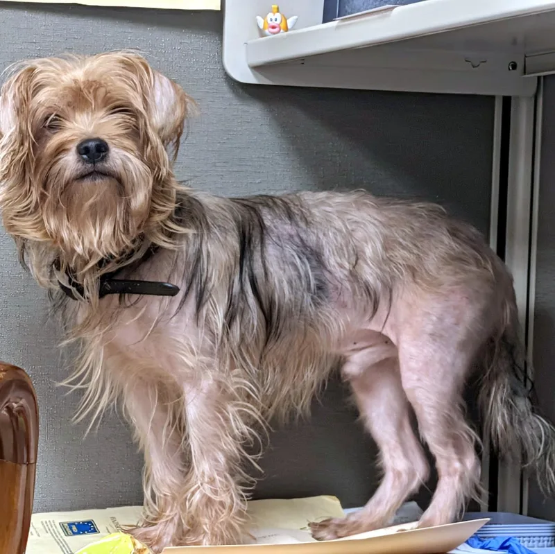 A senior small-sized male Yorkshire Terrier dog named Charlie for adoption in Petersburg, VA