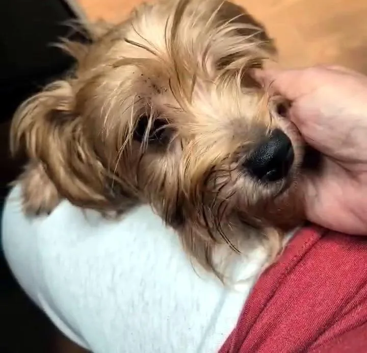 Charlie thumbnail 4