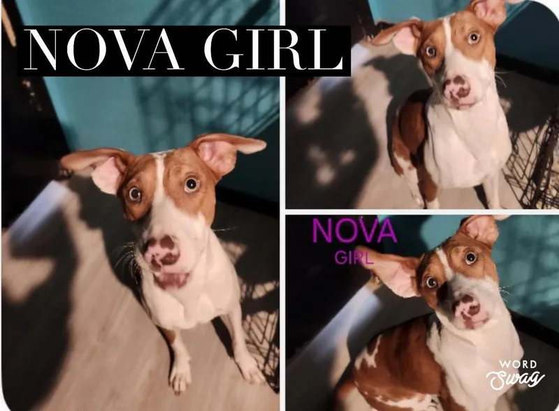 Nova