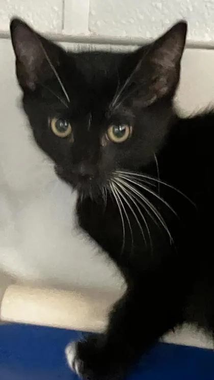 A baby small-sized male Domestic Short Hair cat named Everest for adoption in Venice, FL