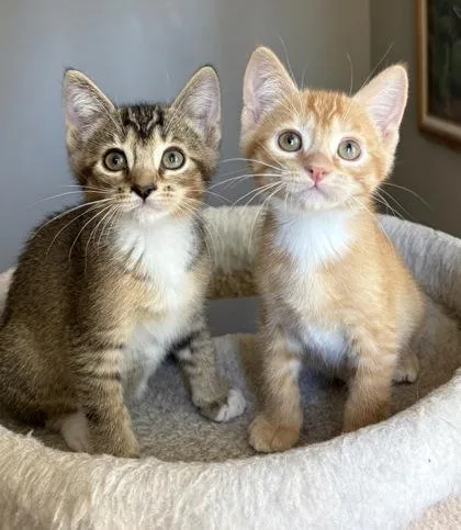 A young medium-sized male Orange / Red Domestic Short Hair cat named Slick for adoption in Oracle, AZ