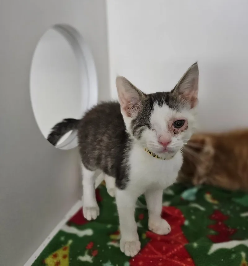 A baby medium-sized male Domestic Short Hair cat named Candy for adoption in Huntington, IN
