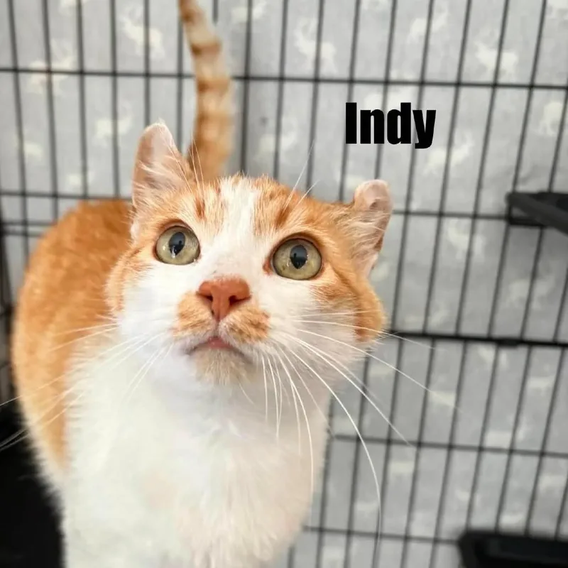 An adult small-sized male Orange / Red Domestic Short Hair cat named Indy for adoption in Washington, DC