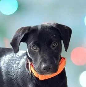 A baby medium-sized male Black Labrador Retriever dog named Tex for adoption in Schaumburg, IL