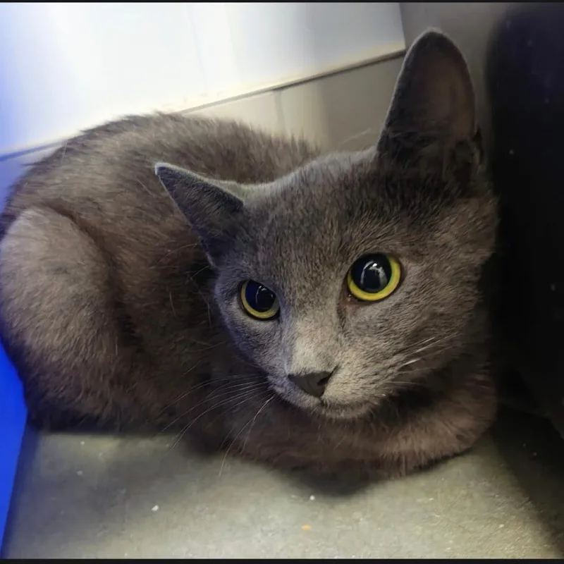 A young medium-sized female Gray / Blue / Silver Domestic Short Hair cat named Bobette for adoption in Bentonville, AR