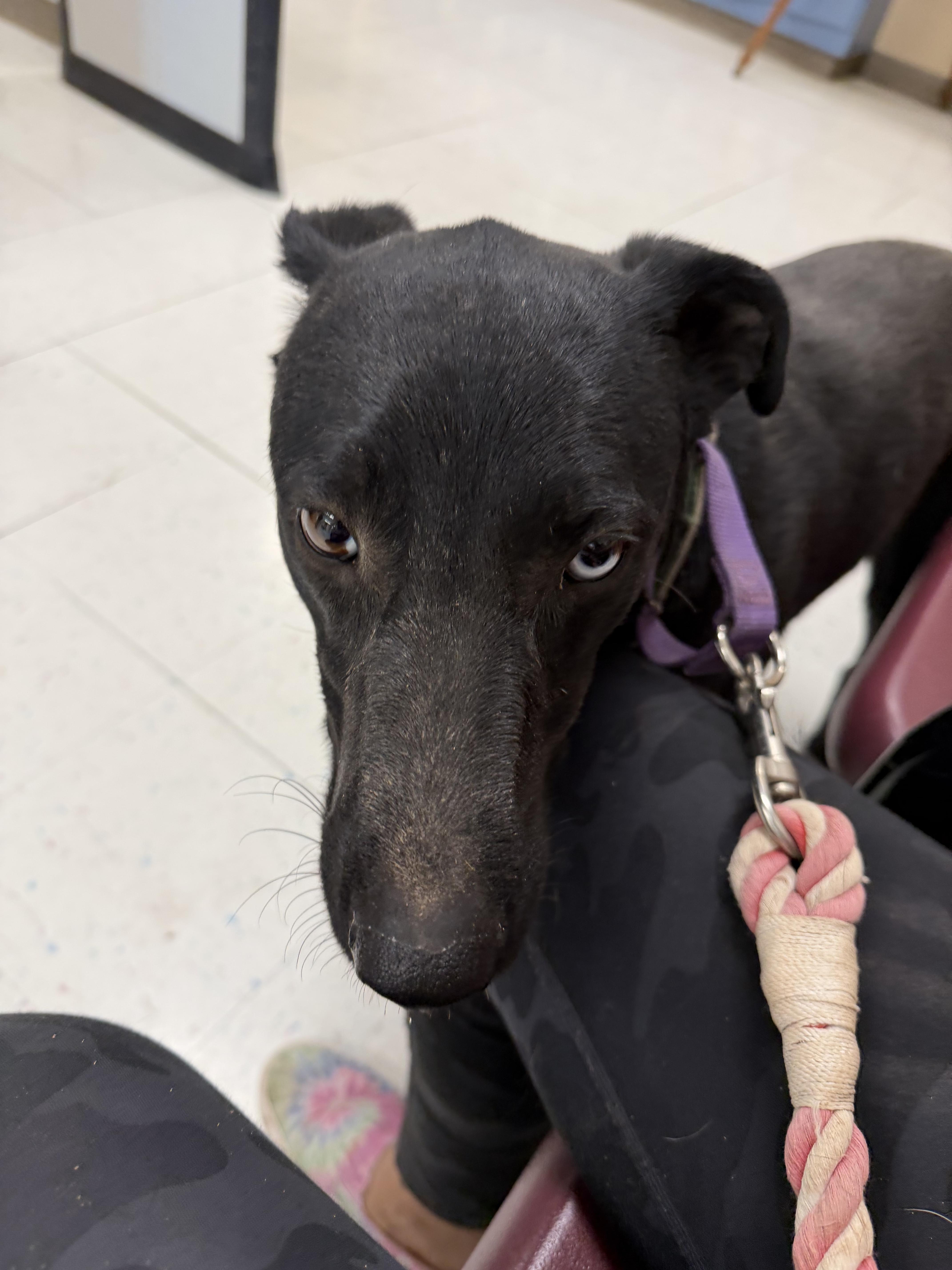 A young medium-sized male Black Xoloitzcuintli / Mexican Hairless dog named Blu for adoption in Casa Grande, AZ