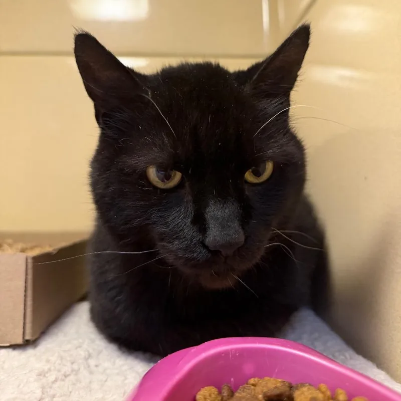 Salem