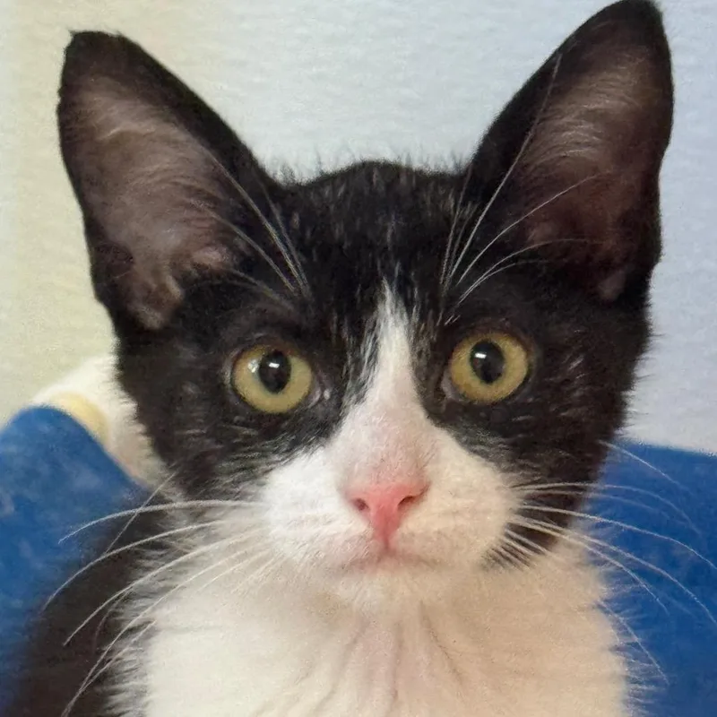 A baby small-sized male Black Domestic Short Hair cat named Tokyo Drift for adoption in Decatur, GA