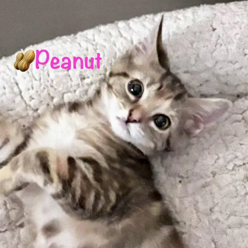 Peanut thumbnail 3