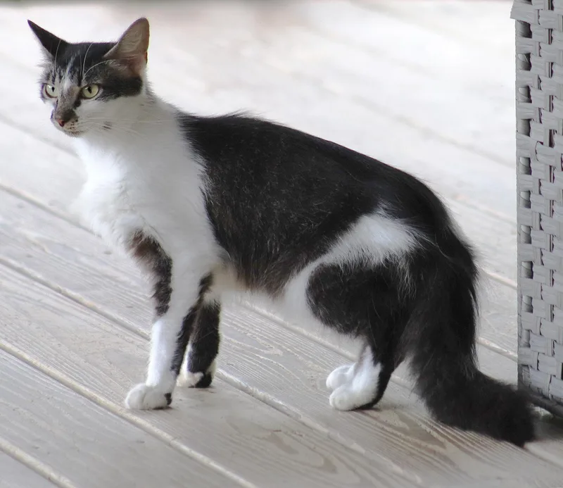 A young medium-sized female Domestic Short Hair cat named Sigrid for adoption in North Fort Myers, FL