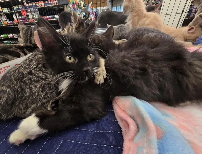 A young medium-sized female Black & White / Tuxedo Domestic Long Hair cat named Matcha for adoption in Nottingham, MD