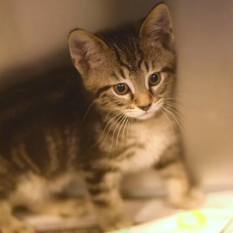 A baby small-sized female Torbie Domestic Short Hair cat named Cha Cha for adoption in Belleville, IL