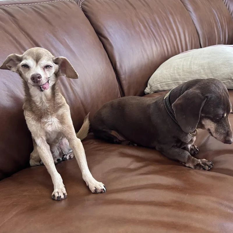 Peggy Lee thumbnail 2