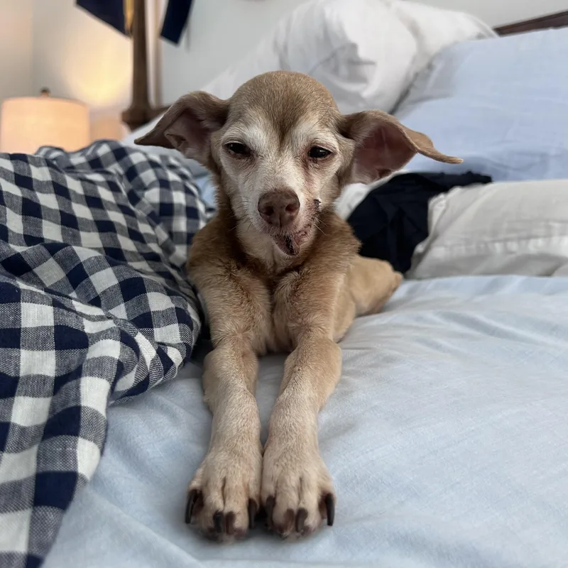 Peggy Lee thumbnail 3