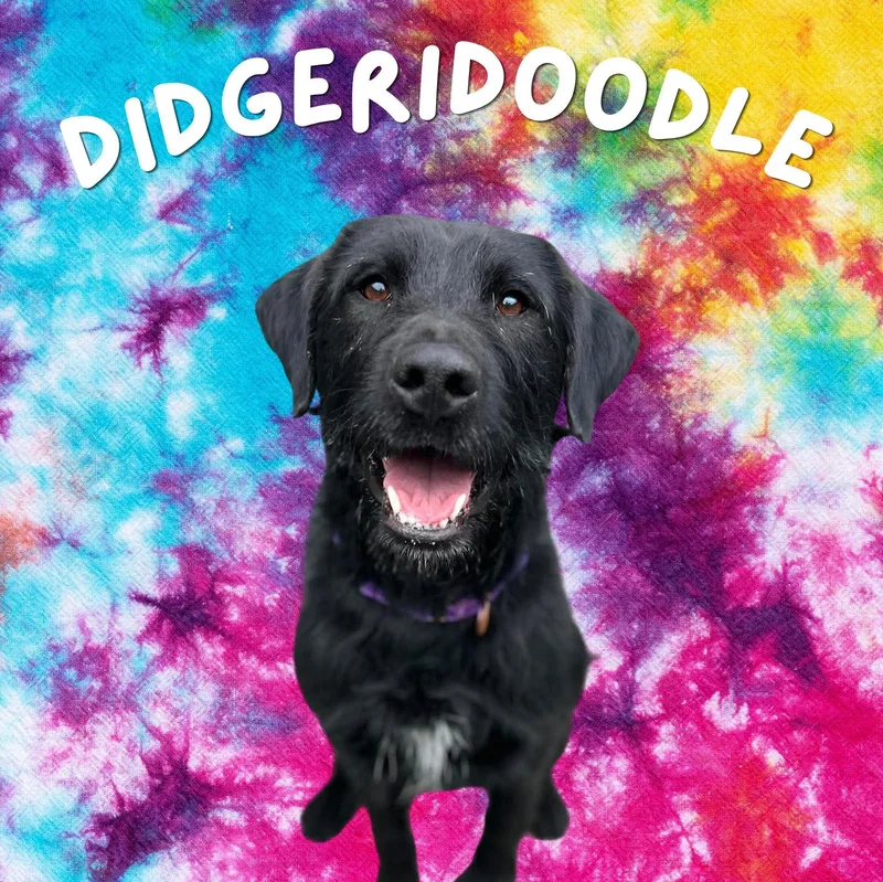 A young medium-sized male Black Mixed Breed dog named Didgeridoodle for adoption in Moscow, ID