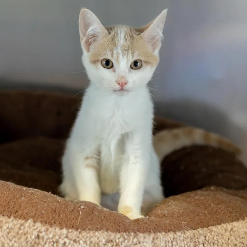 A baby small-sized male White Domestic Short Hair cat named Guppie for adoption in Wilmington, DE